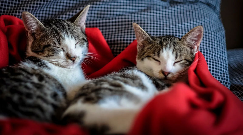 Cats may have ‘attachment styles’ that&hellip;
