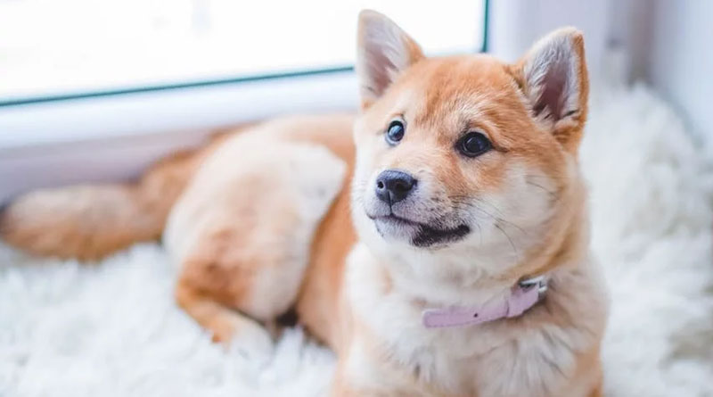 Woman who founded sanctuary for&hellip;