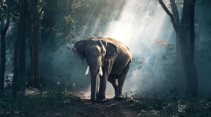 Moonlight shapes how some animals&hellip;