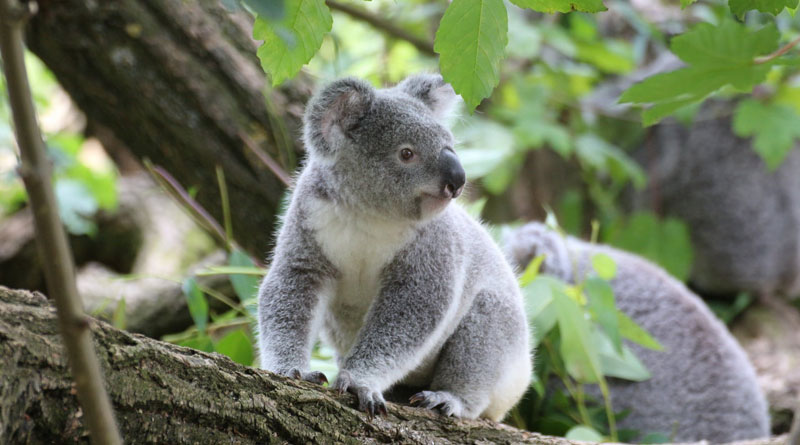 Fecal transplants might help make koalas&hellip;