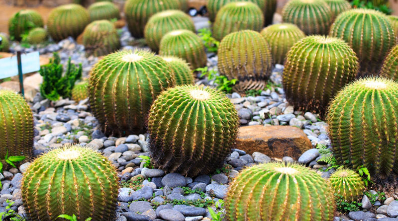 Bald hedgehog returns to wild&hellip;