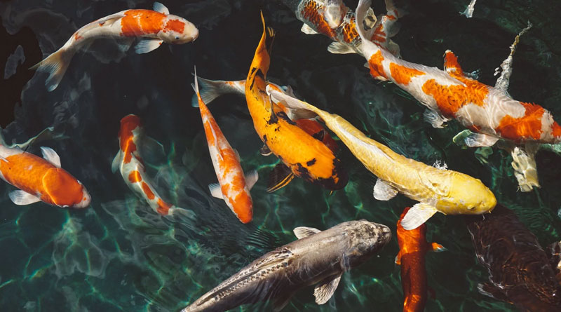 A 50-million-year-old fossil captures a&hellip;