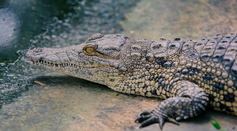 Some ancient crocodiles may have&hellip;